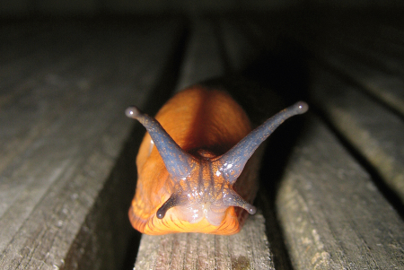 Who Said Slugs Are Ugly...