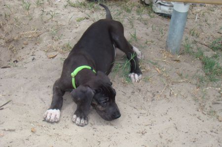 Great Dane puppy