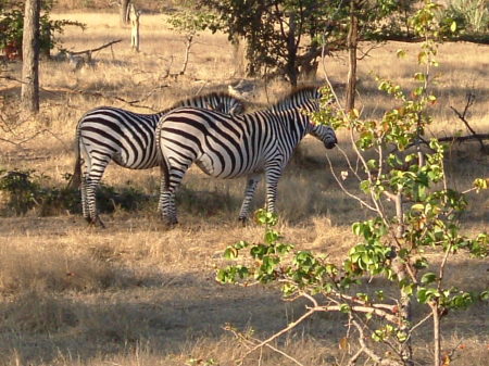 Zambian zebras, july, 2006