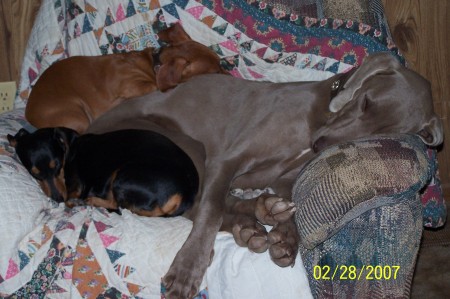 Copper(red), Baily(blk), Blue(grey) Snoozin