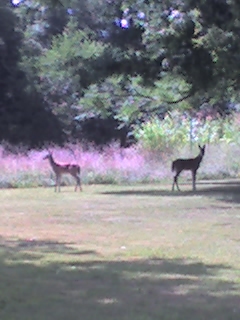TWIN BABY DEER...THIS SPRING