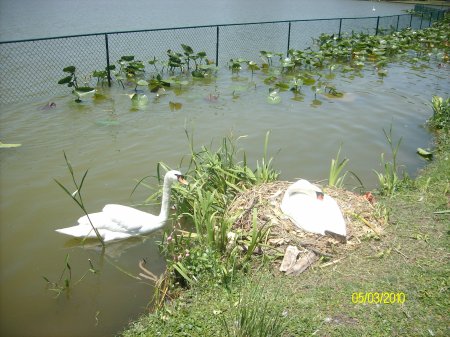 Swan parents with nest