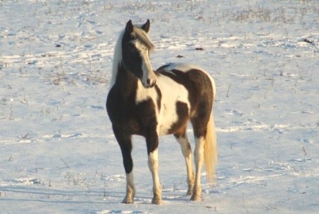 Our 3rd and newest horse, Lady.