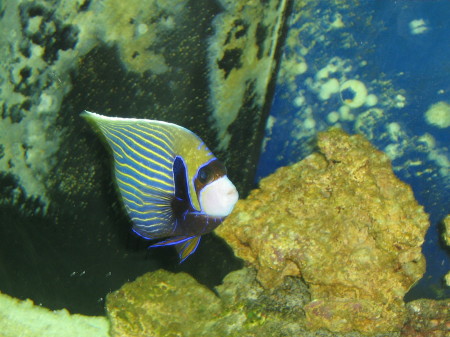 emperor angelfish