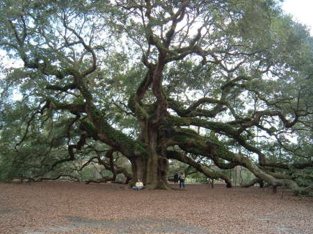 1600 yr old angel oak