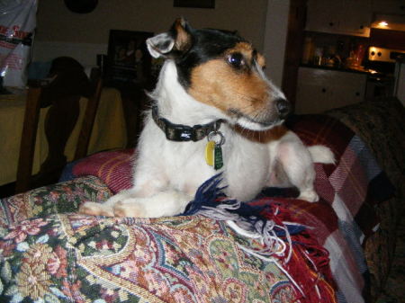 Jake our Jack Russell