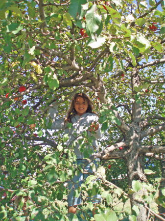 chy in tree