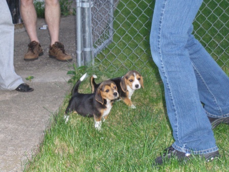 Bandit and Lilly in Sept. of '07