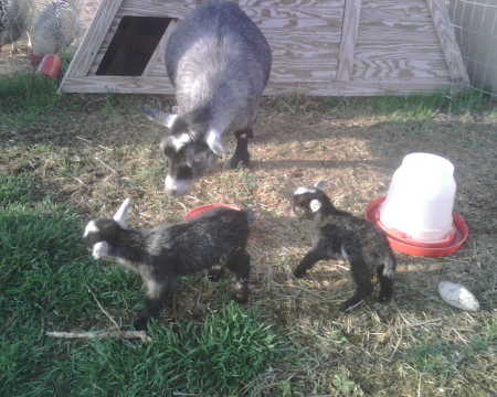 My goat just had twins!