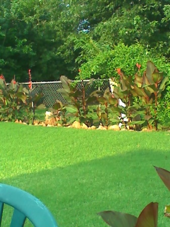 my cannas on side of yard 2008