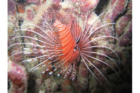 Turkey Fish ~ Great Barrier Reef