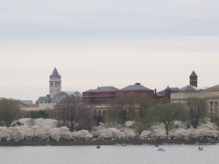 Georgetown during the Cherry Blossom Festival