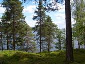 A view from Torsby