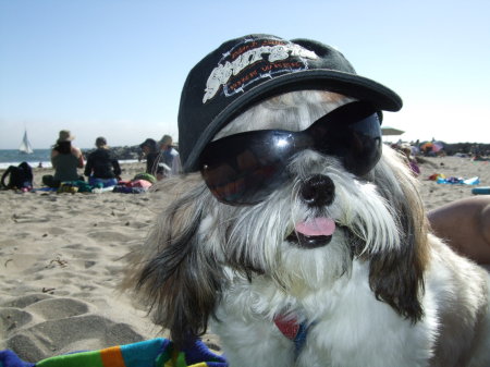 a doggy beach fashion