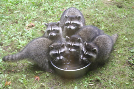 Racoons at our place