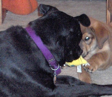 Scrap & Zeus playing