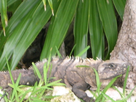 Resident Iguana