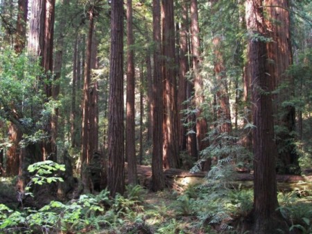 Muir Woods