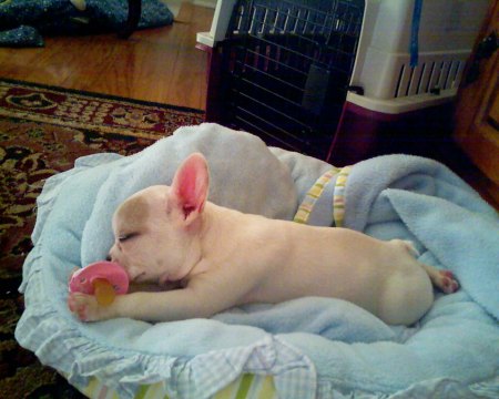 Trinkette (French Bulldog)