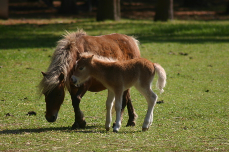 miniature horses