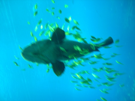 Tiger Shark - Atlanta Aquarium - Atlanta, GA