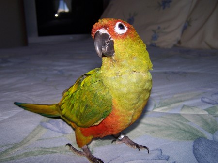 Beaker, our gold cap conure