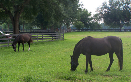 Beauty and Gina