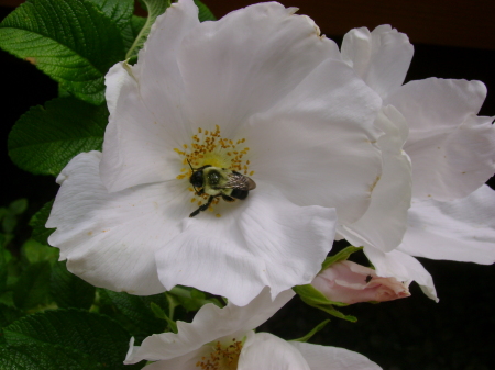 My garden blossoms