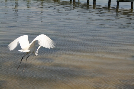 Heron - Captiva