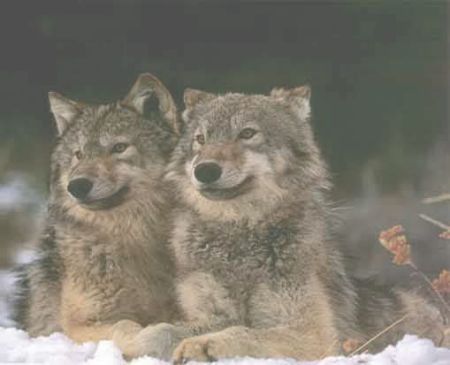 Two Wolves