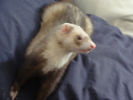 ferret2