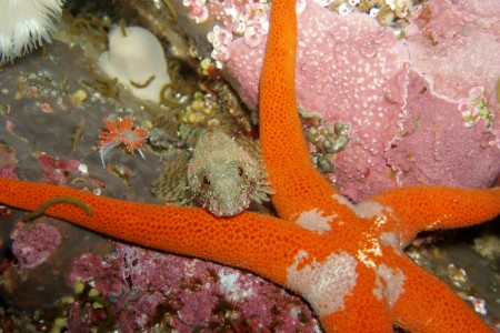 Sculpin resting on Starfish