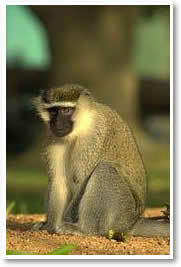 vervet_monkey