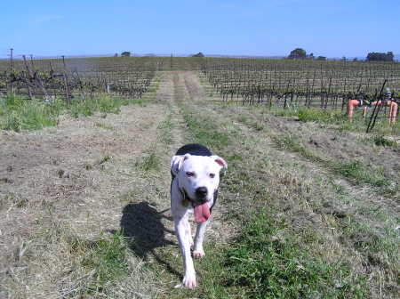 Ranger In the Vineyard