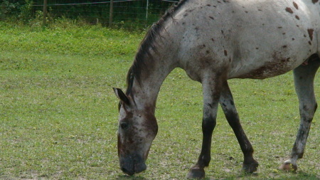 jake our lepoard appaloosa