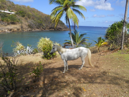 2010 Zoey in St Lucia at the beach by my house