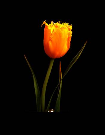yellow-tulip--cm