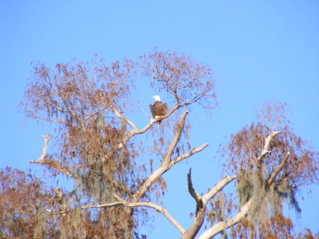 lake harris eagles (11)