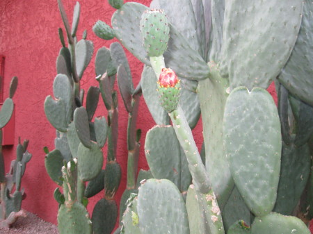 Cacti2