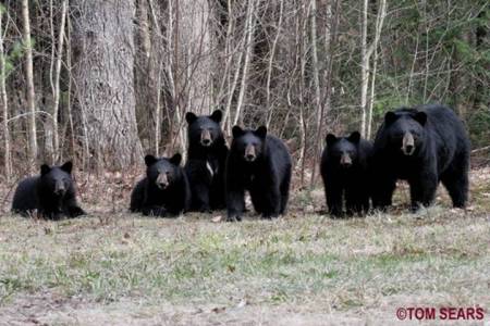 5-bears + mother bear
