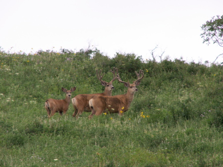 Cornerstone Bucks 1