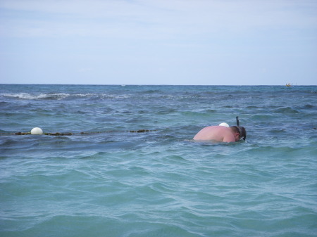 Humpback whale