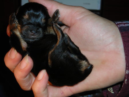 another baby yorkie