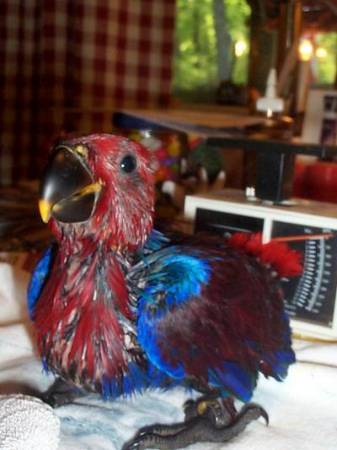 red sided eclectus