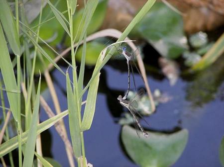 Our Pond 2008-A couple more visitors