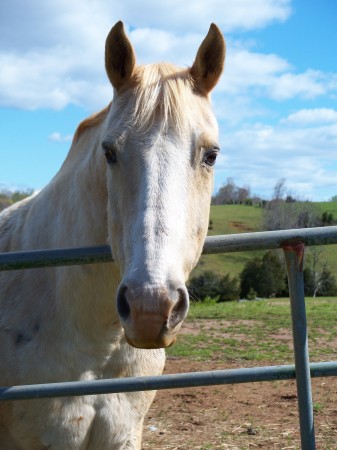 One of our horses