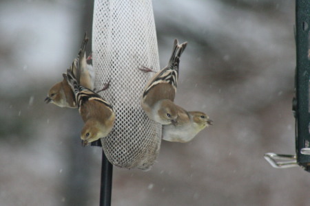 Goldenfinches