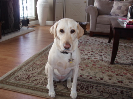 Our Yellow Lab, Gracie