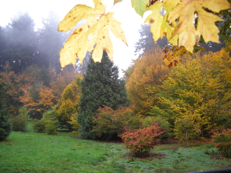 Fall colors in Portland