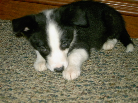 the latest border collie